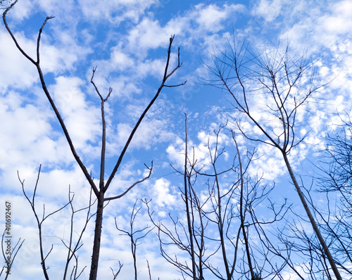 Bare thin branches of dying trees in a forest in winter - silhouettes against blue sky with clouds. Forest dieback causing climate changes.