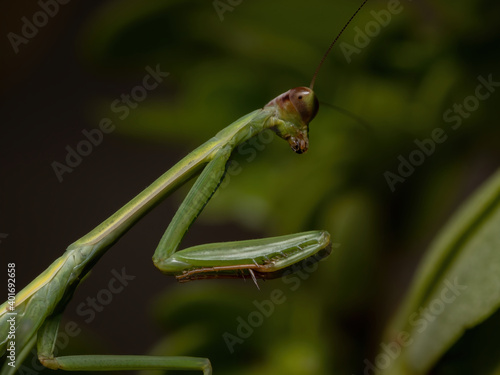 Small Mantid Nymph photo