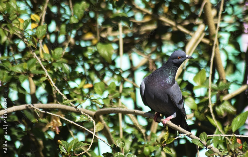 A pigeon inside a plant, It's scientific Name is : Columbidae A pigeon inside a plant, It's scientific Name is : Columbidae