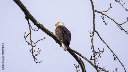 Majestic Bald Eagle perching on a tree branch near its nest