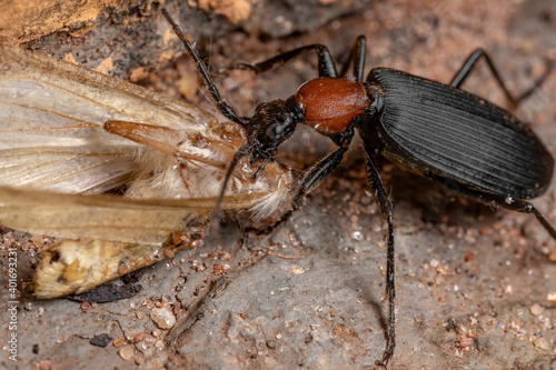 Adult False Bombardier Beetle preying on a moth