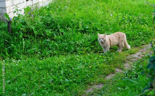 One ginger cat on the green grass. photo