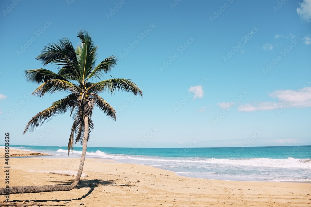 Bent palm tree on Caribbean tropical beach