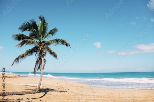 Fototapeta Naklejka Na Ścianę i Meble -  Bent palm tree on Caribbean tropical beach