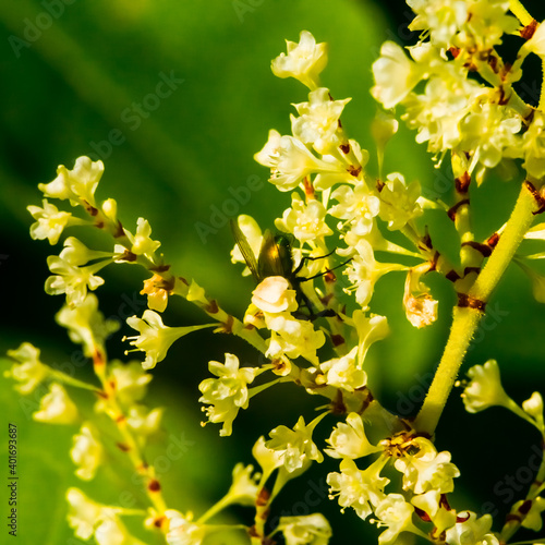 Spring sketch: yellow inflorescences of wild plant with green fly, blurred green background