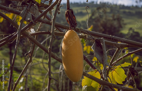 Image of curubas taxos, tumbos, patches, poroksas, purple, ripe ready to be harvested in Barragán Valle del Cauca Colombia photo