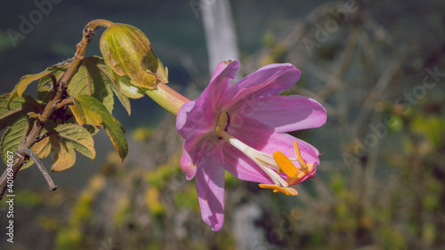 Image of green and pink curuba flowers in Barragán Valle del Cauca Colombia photo