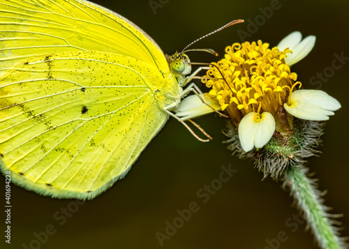 Yellow butterfly. Macro photo of a yellow butterfly of the species Pyrisitia nise on a flower in the garden photo