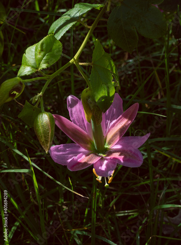 Image of green and pink curuba flowers in Barrag  n Valle del Cauca Colombia