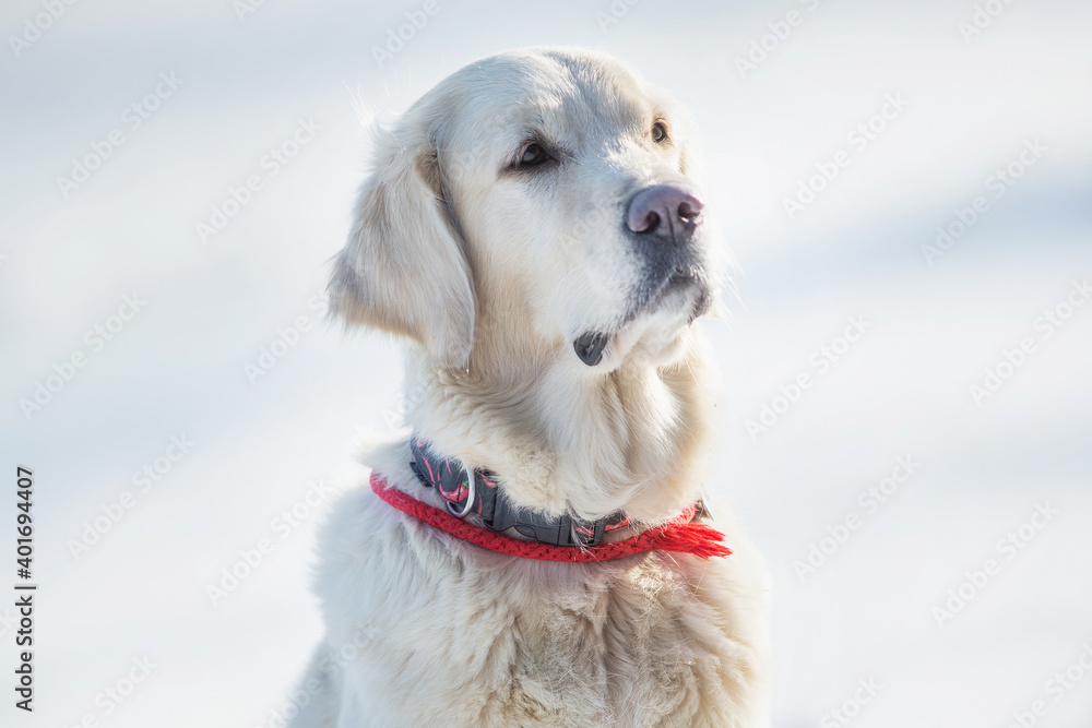 dog Golden retriever winter