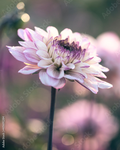 dahlia in evening light