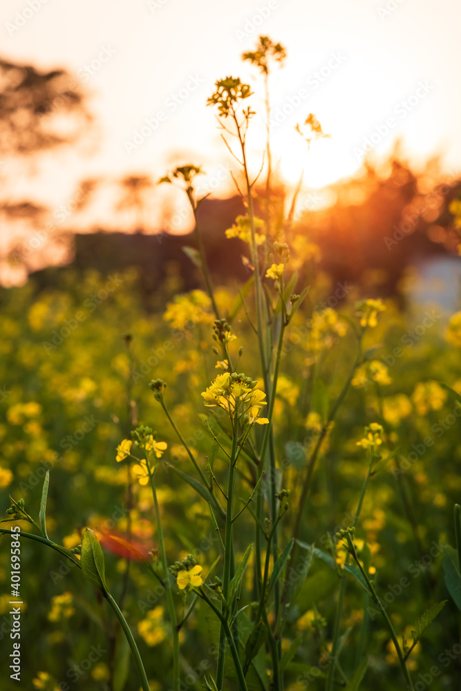 Closeup of Yellow Mustard plants in the countryside field.