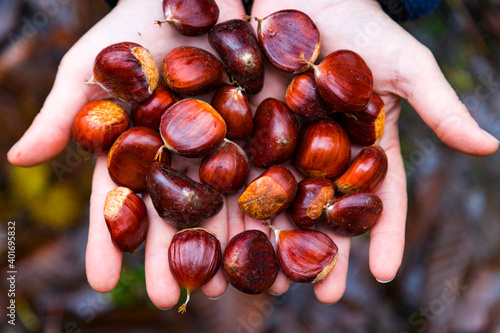 Freshly picked chestnuts in the Redes Natural Park. Council of Sobrescobio. Asturias. Spain. Europe