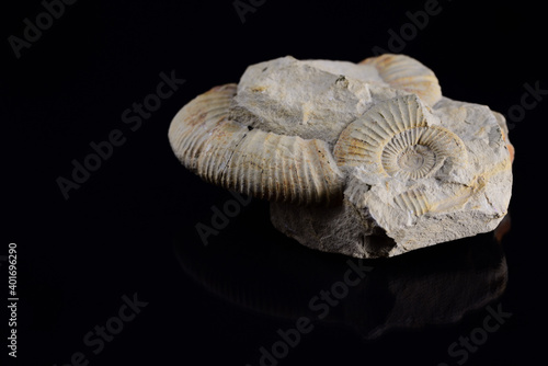 A petrified snail shell, partly still covered with stone, lies in front of a dark background and is reflected in it