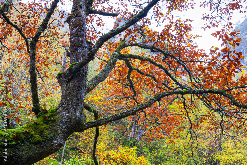 Landscapes and fall colors in the Redes Natural Park, in the Caso Council. Asturias, Spain, Europe