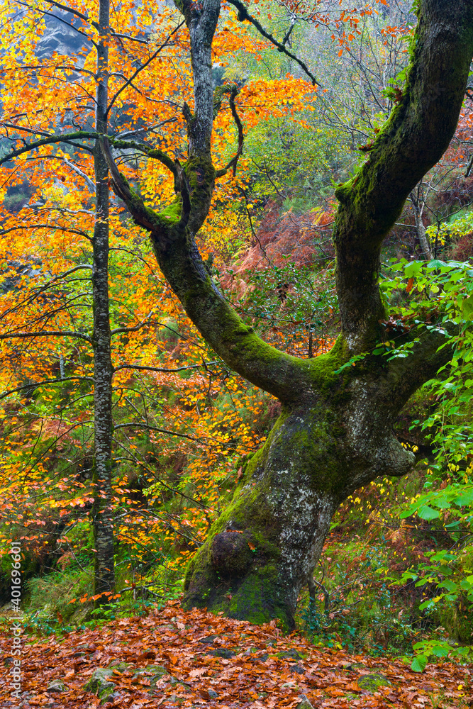 ITINERARIO RUTA DEL ALBA. PARQUE NATURAL REDES. CONCEJO SOBRESCOBIO. ASTURIAS