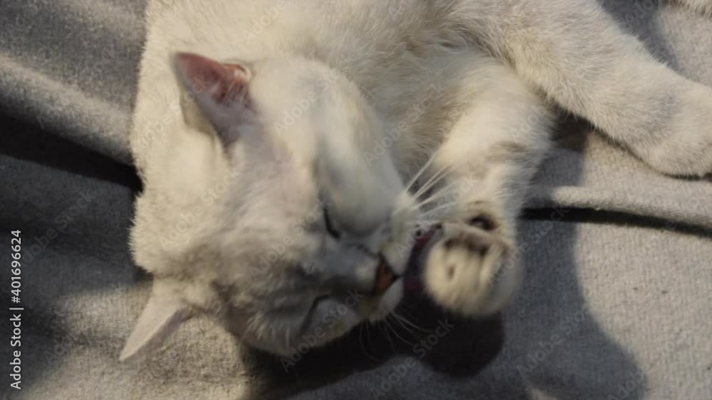 British white cat purebred is washing his gorgeous face. British white cat purebred is washing his gorgeous face.