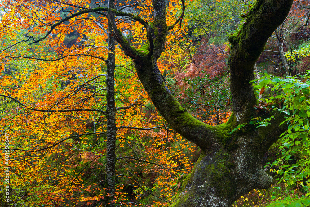Landscapes and fall colors in the Redes Natural Park, in the Caso Council. Asturias, Spain, Europe Landscapes and fall colors in the Redes Natural Park, in the Caso Council. Asturias, Spain, Europe