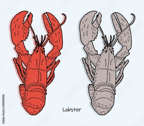 Lobster marine crustaceans in color and greyscale illustration vector