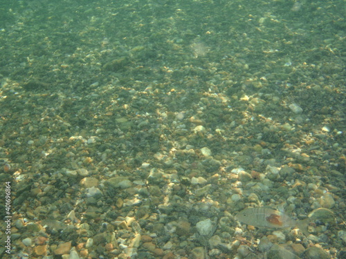 aquatic life Greece sea level