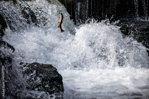 Fish jumping out of the water