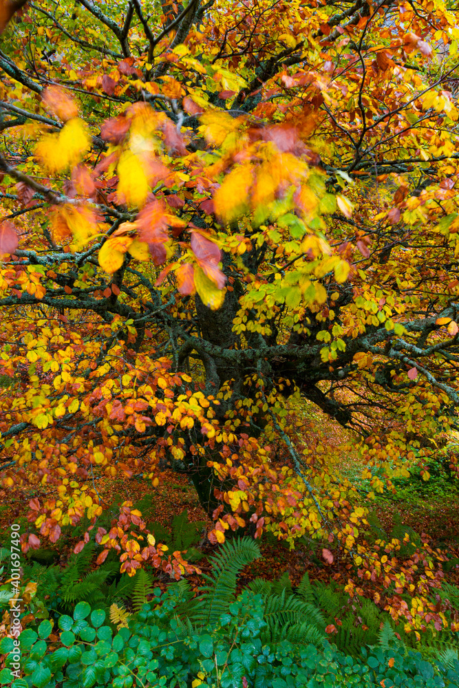 Landscapes and fall colors in the Redes Natural Park, in the Caso Council. Asturias, Spain, Europe Landscapes and fall colors in the Redes Natural Park, in the Caso Council. Asturias, Spain, Europe