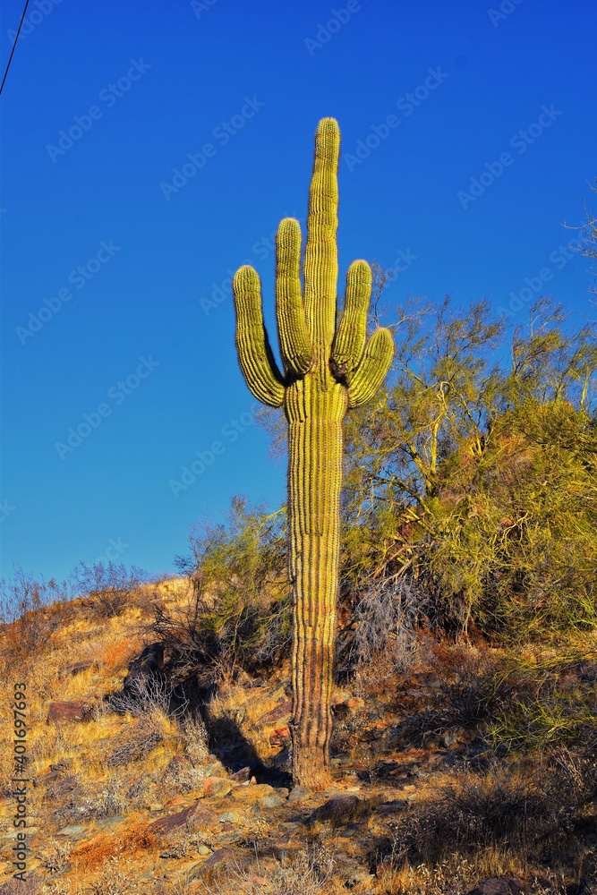 Cactus, Saguaro, Carnegiea gigantea, close-up in winter on the South Mountain Park and Preserve, Pima Canyon Trail, Phoenix, Southern Arizona desert. United States. Cactus, Saguaro, Carnegiea gigantea, close-up in winter on the South Mountain Park and Preserve, Pima Canyon Trail, Phoenix, Southern Arizona desert. United States.