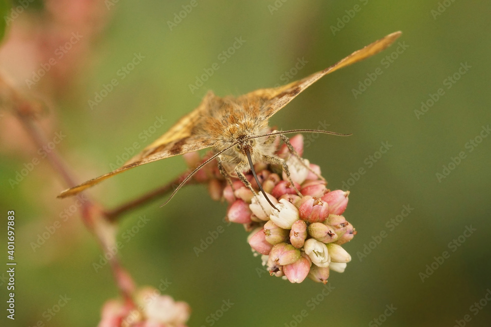 The burnet companion moth - Euclidia glyphica The burnet companion moth - Euclidia glyphica