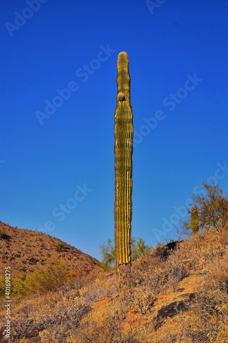 Cactus, Saguaro, Carnegiea gigantea, close-up in winter on the South Mountain Park and Preserve, Pima Canyon Trail, Phoenix, Southern Arizona desert. United States. © Jeremy