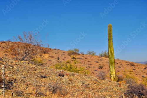 Cactus, Saguaro, Carnegiea gigantea, close-up in winter on the South Mountain Park and Preserve, Pima Canyon Trail, Phoenix, Southern Arizona desert. United States.