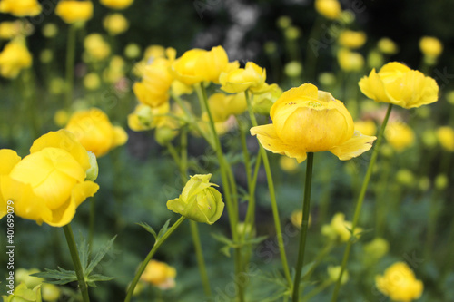 Gelbe Blumen im botanischen Garten. Blumenwiese, Frühling