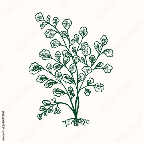 Adiantum capillus-veneris, Southern maidenhair fern, black maidenhair or venus hair fern, doodle black ink drawing, woodcut style