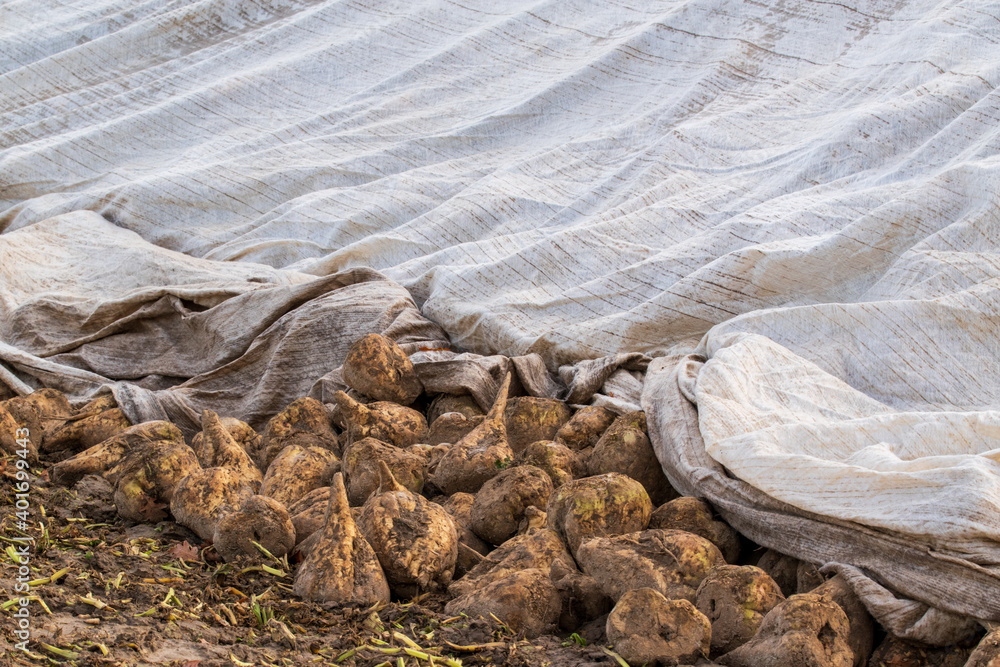 Zuckerrüben, Beta vulgaris werden auf dem Feld in einer Miete zwischengelagert bevor sie in die Fabrik kommen. Zuckerrüben, Beta vulgaris werden auf dem Feld in einer Miete zwischengelagert bevor sie in die Fabrik kommen.