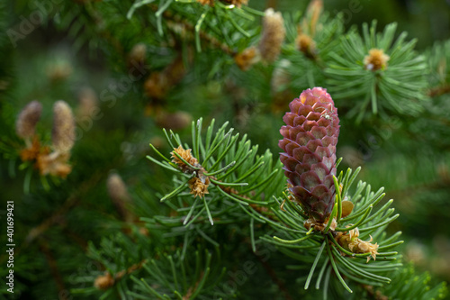 Young conifer cone grows in the forest