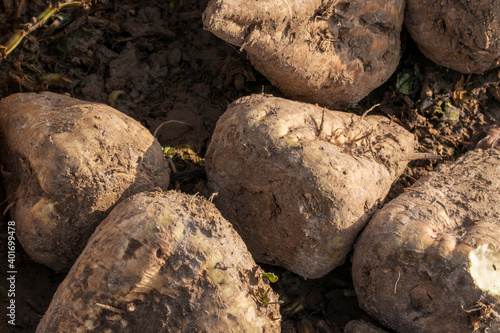 Wallpaper Mural Zuckerrüben, Beta vulgaris werden auf dem Feld in einer Miete zwischengelagert bevor sie in die Fabrik kommen. Torontodigital.ca