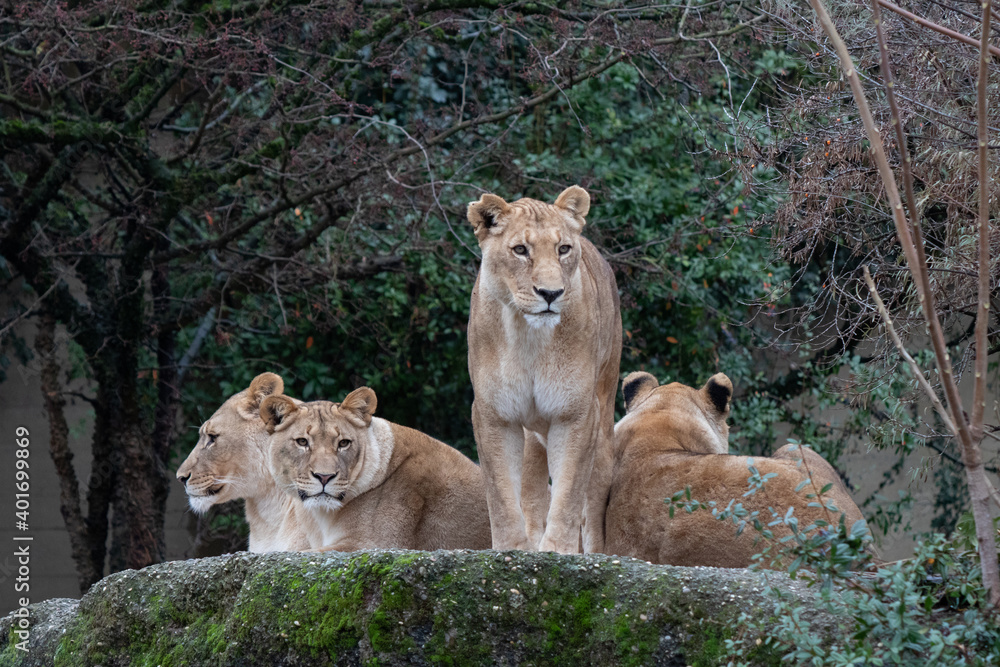 Naklejka premium Basel, Switzerland, December 2020. Lioness in Zoo.