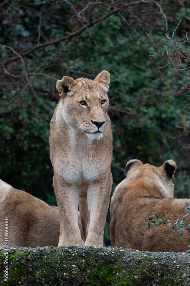 Basel, Switzerland, December 2020. Lioness in Zoo. Basel, Switzerland, December 2020. Lioness in Zoo.