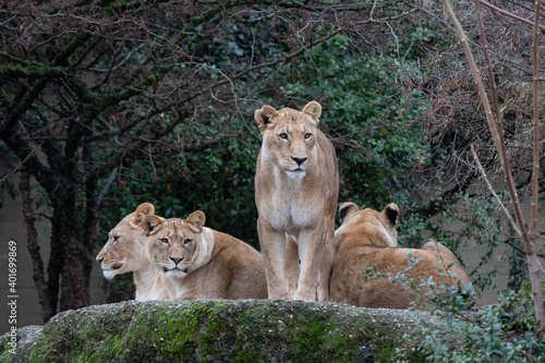 Basel  Switzerland  December 2020. Lioness in Zoo.