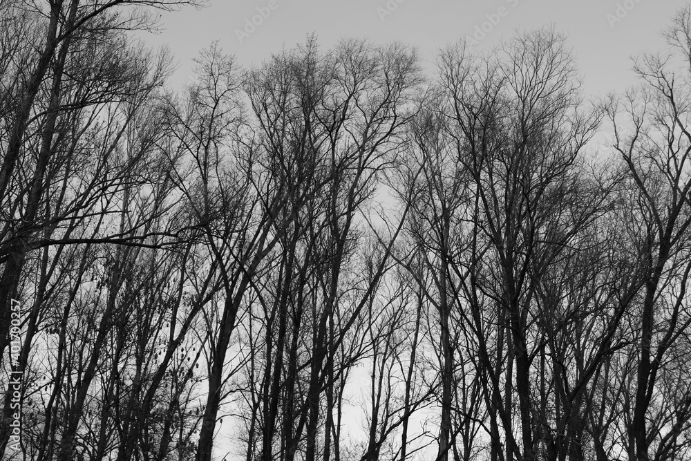 Arbres en hiver au parc de la Feyssine, ville de Villeurbanne, département du Rhône, France Arbres en hiver au parc de la Feyssine, ville de Villeurbanne, département du Rhône, France