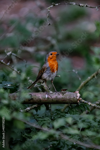 robin on a branch © matthew