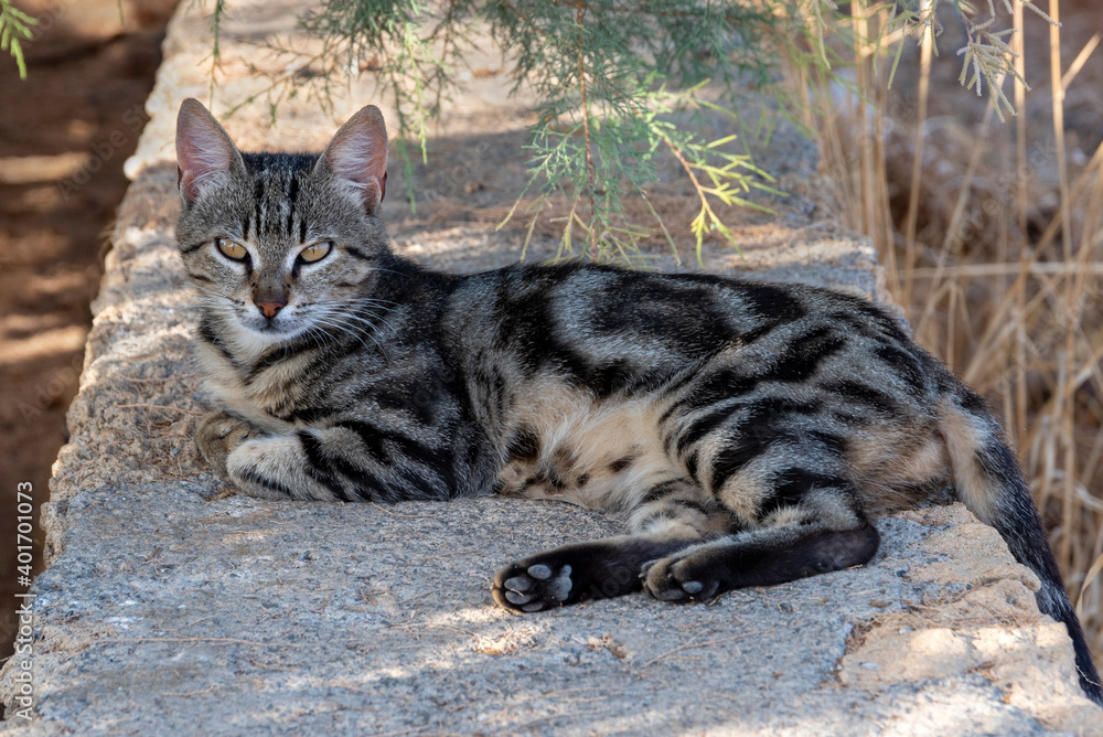 A young beautiful tabby cat lies on the street in the shade, on a summer day.