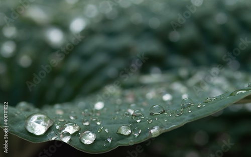 Drops of pure rain water on a leaf of a plant in the garden.