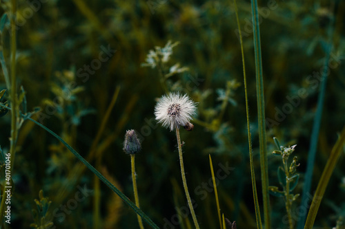 Dandelion field close up