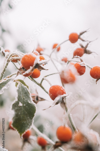 Berry in hoarfrost and snow in the winter