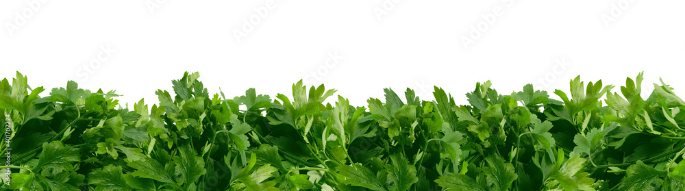 Frame with many green bunches of parsley isolated on white background. Vegetable bed.Banner mockup for advertising organic products. Element for design packaging of spices, fresh herbs. Frame with many green bunches of parsley isolated on white background. Vegetable bed.Banner mockup for advertising organic products. Element for design packaging of spices, fresh herbs.