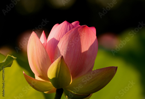 Lotus Blooms