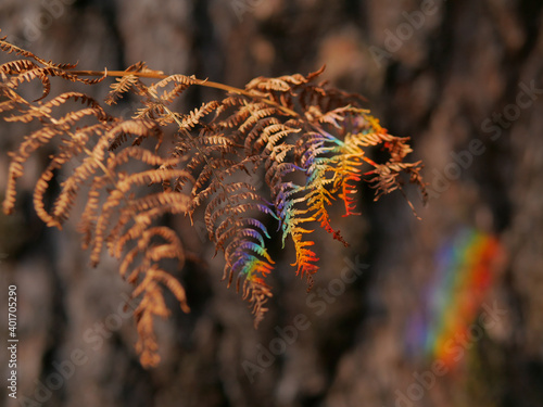 Foto dead leaves of fern light painted with rainbow colours