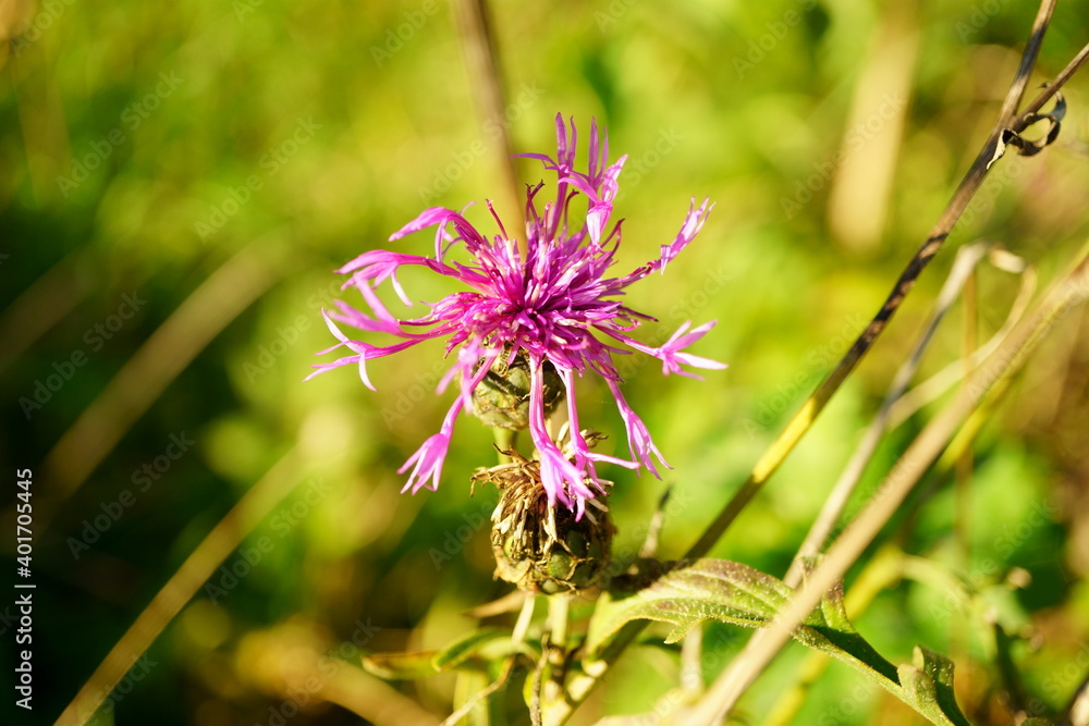 Macro photography of pink centaurea scabiosa flower with natural background Macro photography of pink centaurea scabiosa flower with natural background