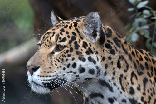 Headshot of a jaguar with beautiful white whiskers and beautiful camouflage colors © mauvries