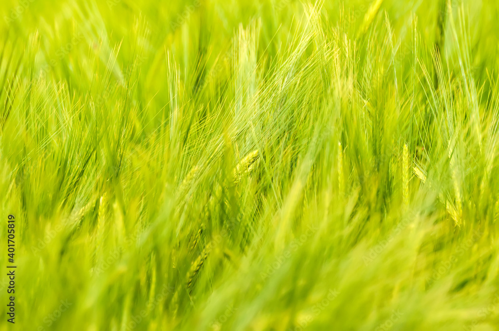 Closeup of a blurry wheat field.